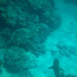SHARK!!!!