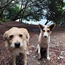 Diese zwei Hunde besuchten uns am Morgen beim Stellplatz. Natürlich gab es eine Portion Hundefutter.