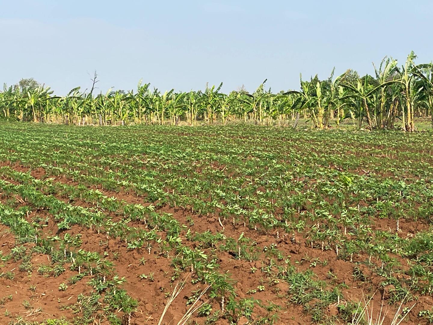 These are parts of sticks that are planted.