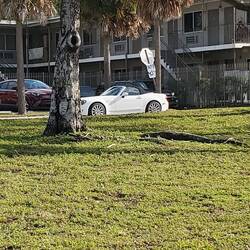 Ils ont même la Fiat 124