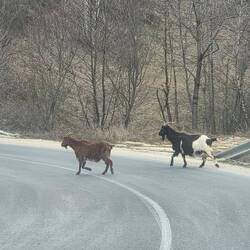 Animal crossing