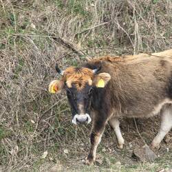 Have to look out for livestock driving in rural Bulgaria