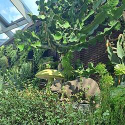 Finde die Katze 🐱