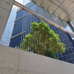 Einen Baum 🌳 haben sie auch zwischen ihren Glastempeln