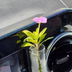 Our amazing flower has flowered for us since again and again since October