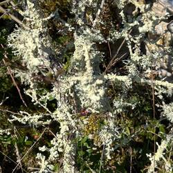 Lichen moss everywhere