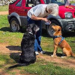 "Brexit" and "Esperanto" brothers in spirit. Both were stray dogs
