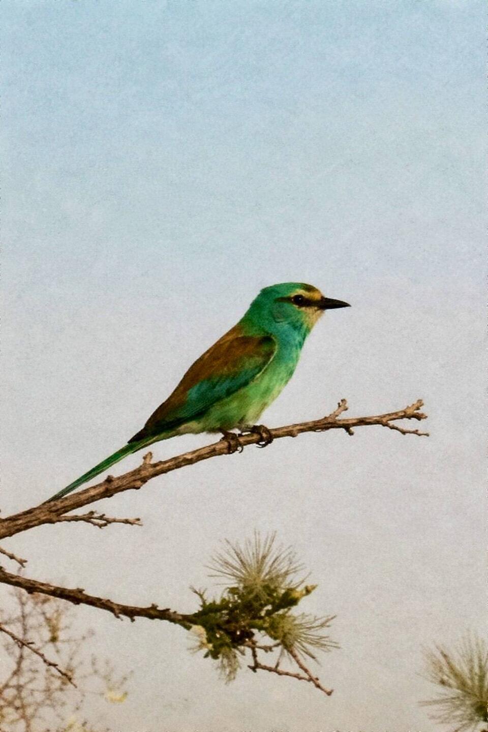 Swallow-tailed Bee-eater 🤔