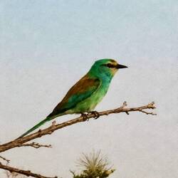 Swallow-tailed Bee-eater 🤔