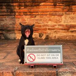 Do not sit on or climb this area ...or the cat will bite you.