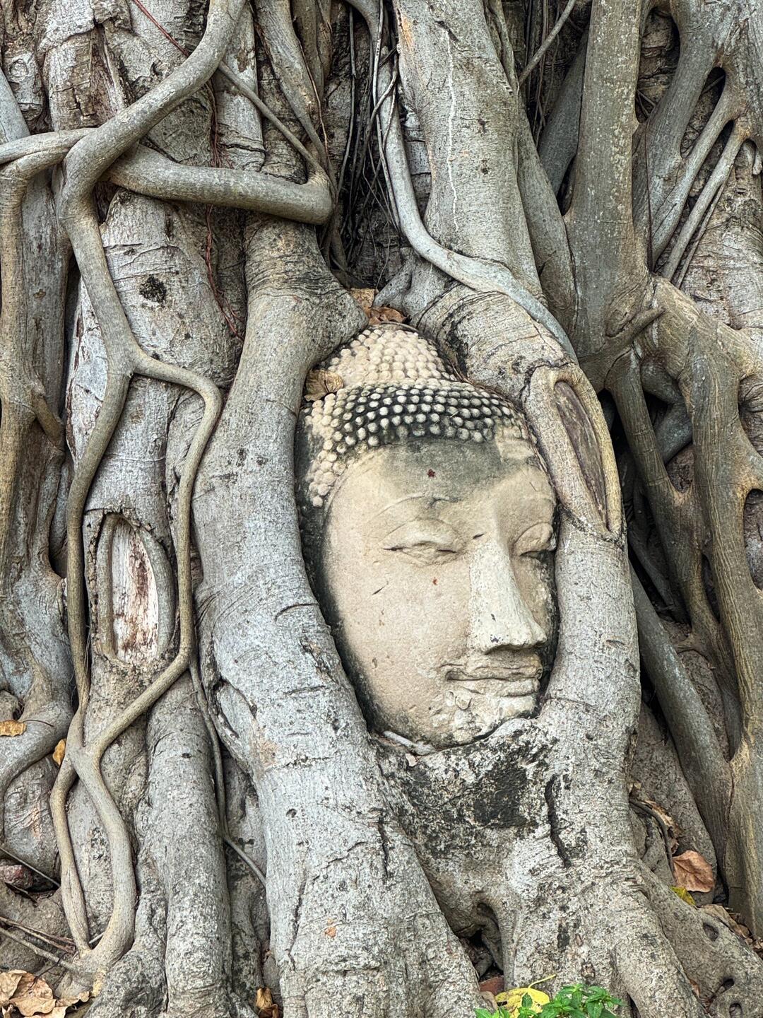 Said to’ve been buried by a looter, the head went unclaimed until Bodhi tree lifted it from t'ground