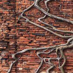 Bodhi tree roots wave and wiggle their way across ancient bricks.