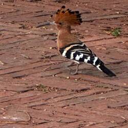 Hoopoe! Always wanted to see one and they were just ordinarily strutting about everywhere.
