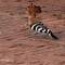 Hoopoe! Always wanted to see one and they were just ordinarily strutting about everywhere.