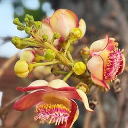 The amazing waxy flowers of the cannon ball tree.