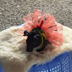 Animals -like this 'mini hippo' skinny pig- suffer the noise and chaos in interactive petting zones