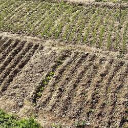 When it's this farmer's day to access the acequia, he will let the water into these channels.