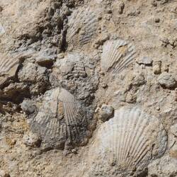 Versteinerter Boden... Überall 🐚🐚🐚