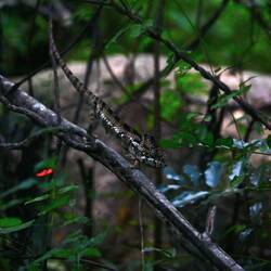 Suchbild