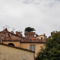 Torre Guinigi - mit Eichen auf dem Turm 😅