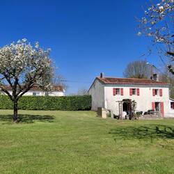 A larger pear tree in blossom, just buzzing with bees