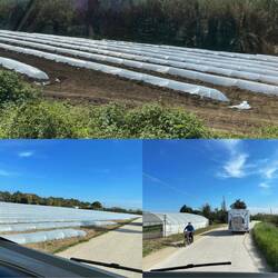 So sehen Wassermelonen 🍉 Felder aus.. man lernt nie aus!☝🏻Ich lag völlig falsch..🤭Weiter gehts..🚐🚐