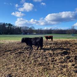 Die Schwarzbunten haben wir nicht angetroffen...