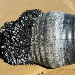 Muscheln über Muscheln