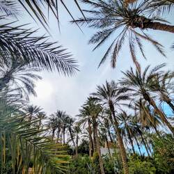 Oase Touzeur 400.000 Dattelpalmen