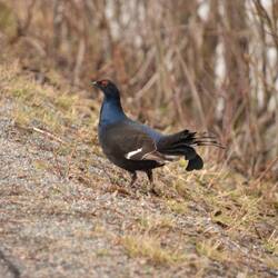 Tétras Lyre croisé au bord du chemin