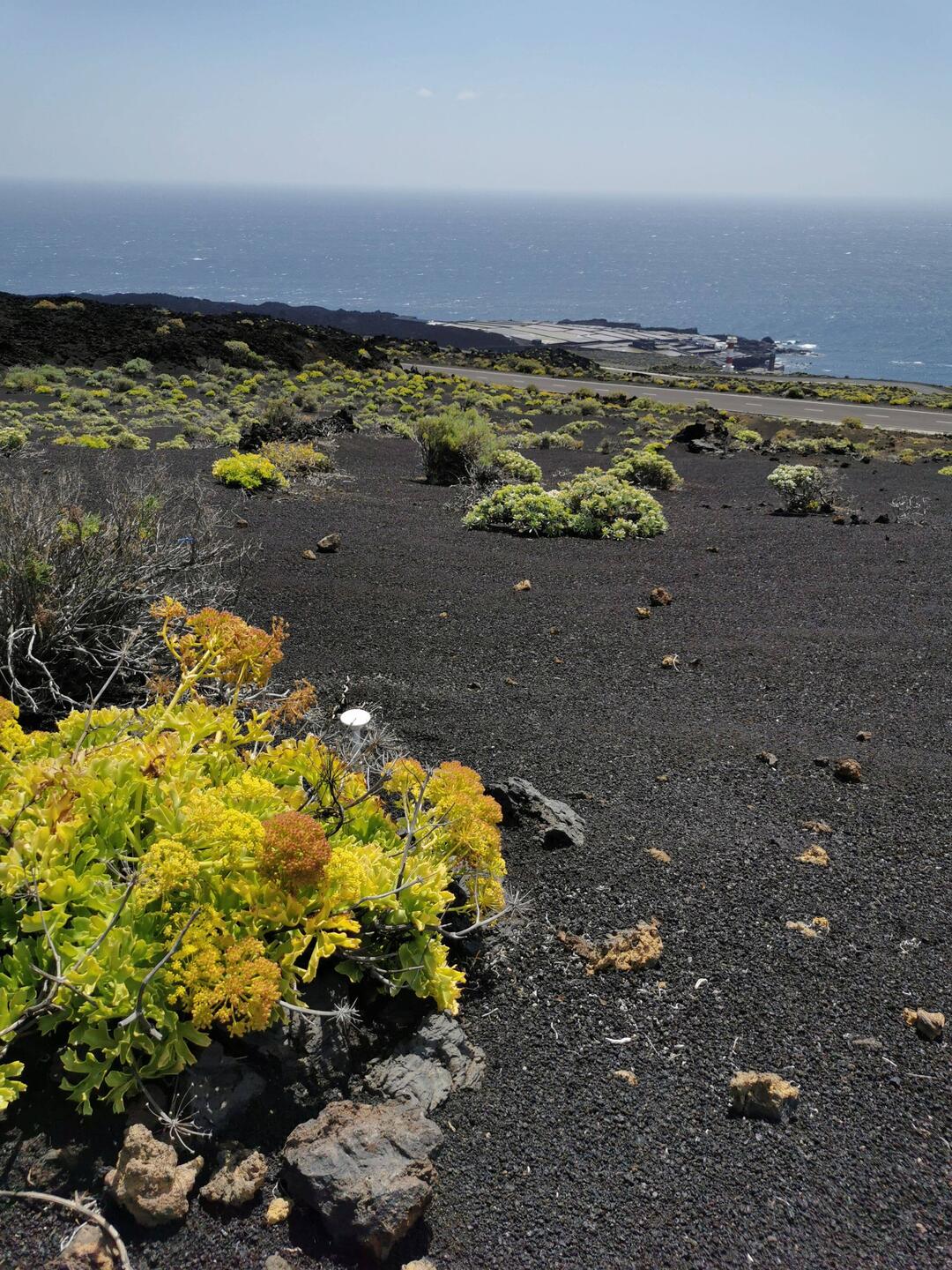 Von der Saline geht es über unterschiedlich alte Lavafelder, das jüngste von 1971.