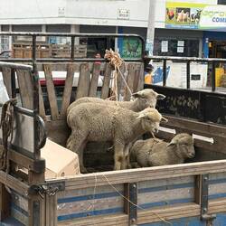 Gespannt auf die neuen Eigentümer und das neue Zuhause