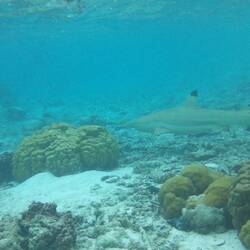 SHARK!!!!!