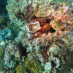 Die will nur spielen