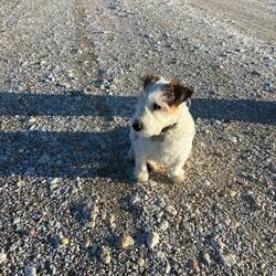 Arlo