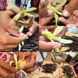 Pollinating the Vanilla