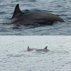 Dolphins Galore