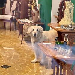 Er passt gut auf die Antiquitäten auf