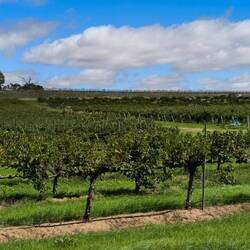 Clare Valley...