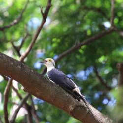 White Woodpecker