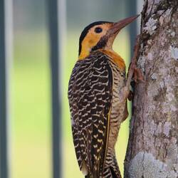 Campo Flicker