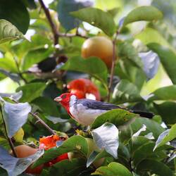 Red-crested Cardinal