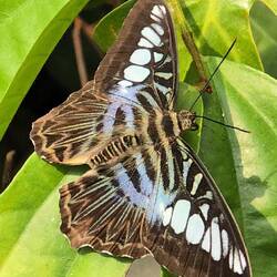 Butterfly Garden at Singapore airport