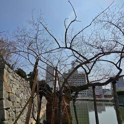 Un Hibakujumoku, ovvero un albero sopravvissuto al bombardamento atomico