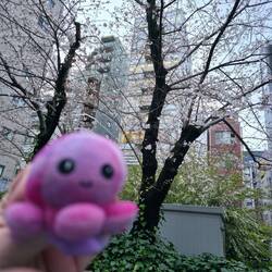 Erste Kirschblüte #pupsontour