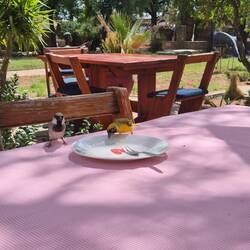 Das Aufräumkommando wartet schon 🐦‍⬛ 🐦 🦜