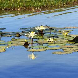 Casamance-River
