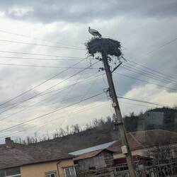 Storks everywhere! They fly to Africa in the Winter.