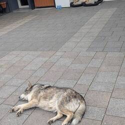 Bulgaria catches, vaccinates, and neuters the stray dogs and cats so they live happily ever after.