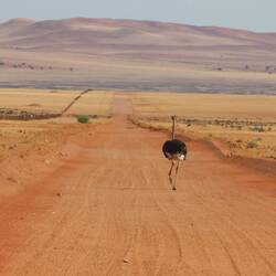 Roadrunner - na ok, doch Strauß